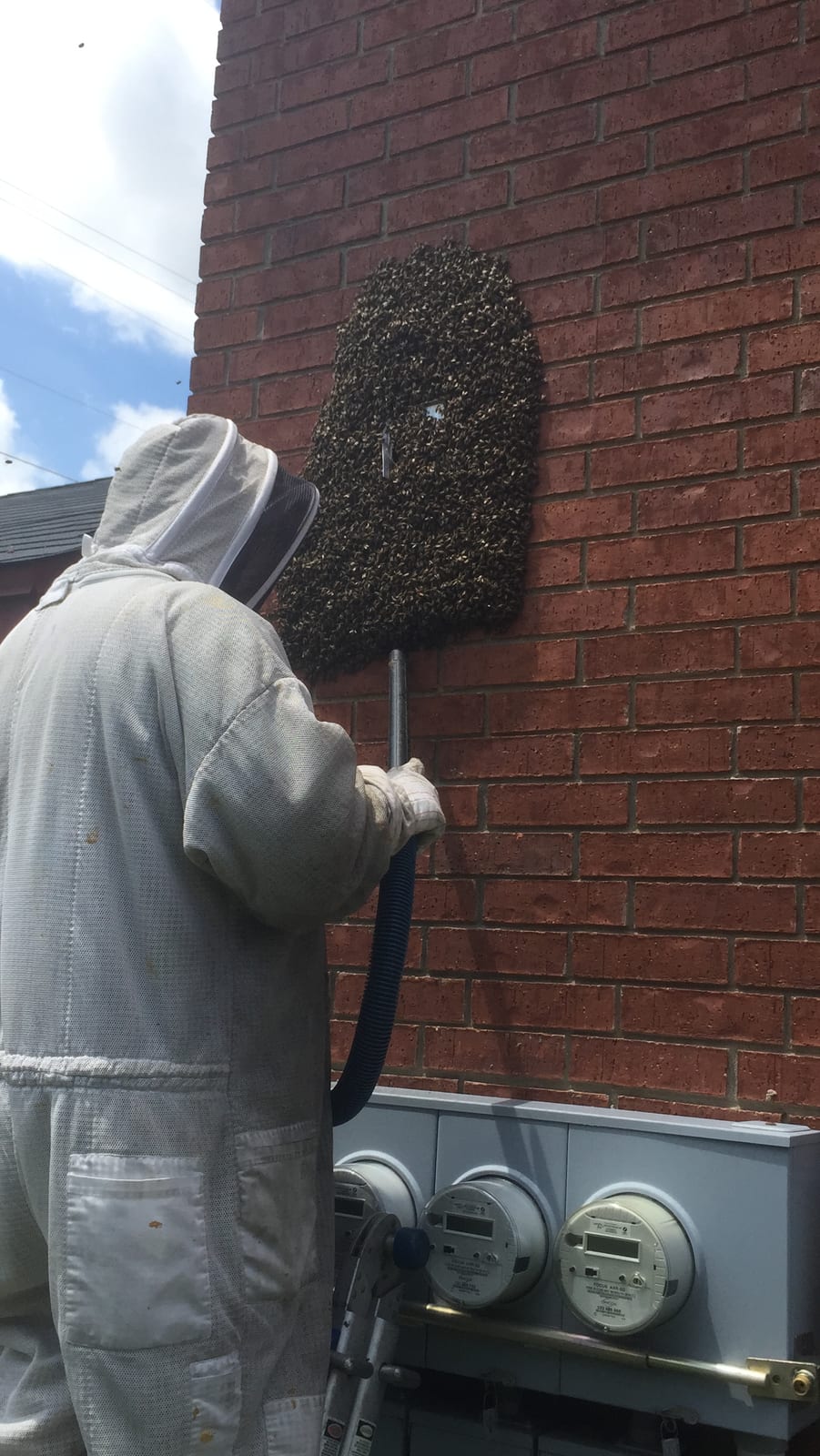 Mike performing a live bee removal from a brick building