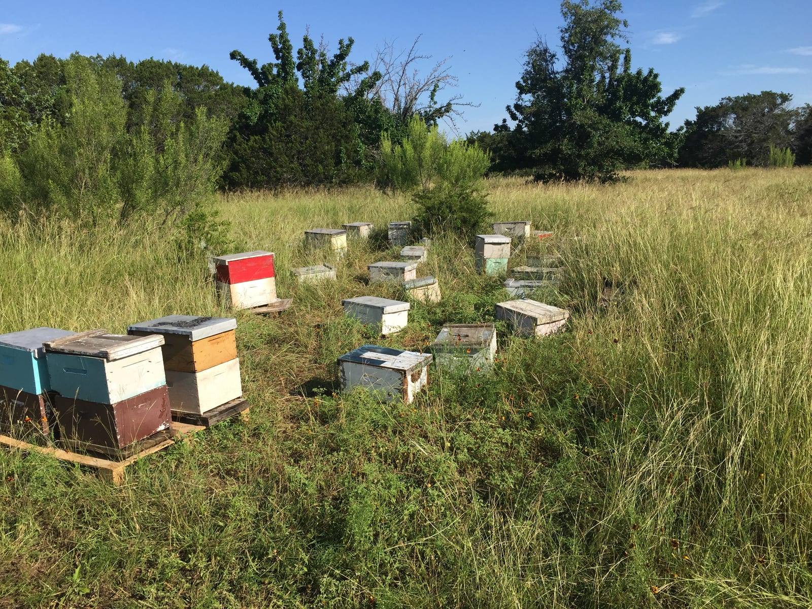 Mike’s Bees hives in a Central Texas field